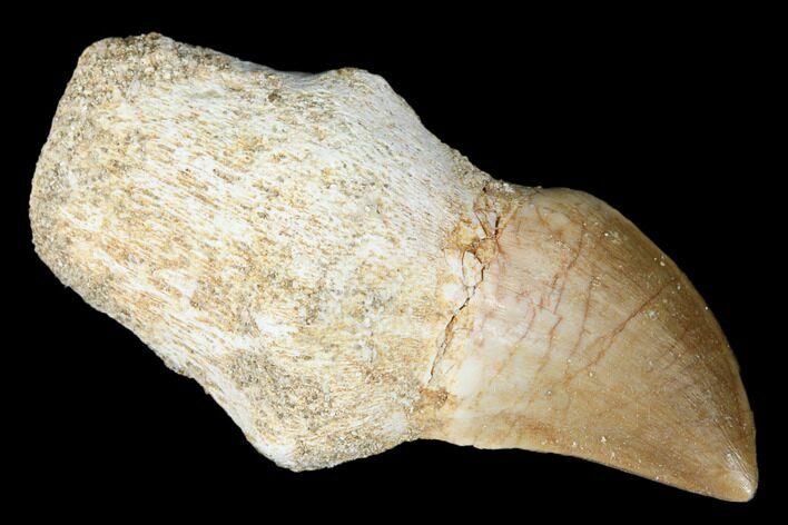 Fossil Rooted Mosasaur (Prognathodon) Tooth - Morocco #174308